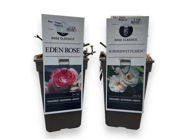 Heesterrozen, Rose Classics