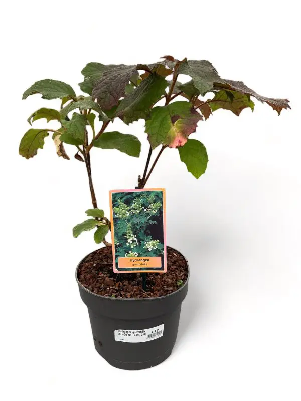 Eikenblad Hortensia