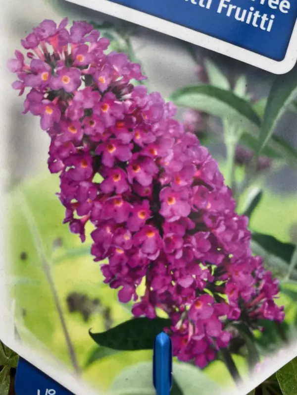 Mini Vlinderstruik - Afbeelding 2