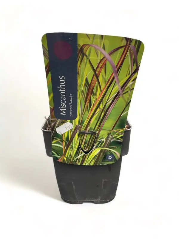 Miscanthus Sinensis - Afbeelding 4