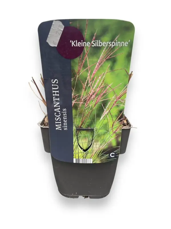 Miscanthus Sinensis - Afbeelding 3