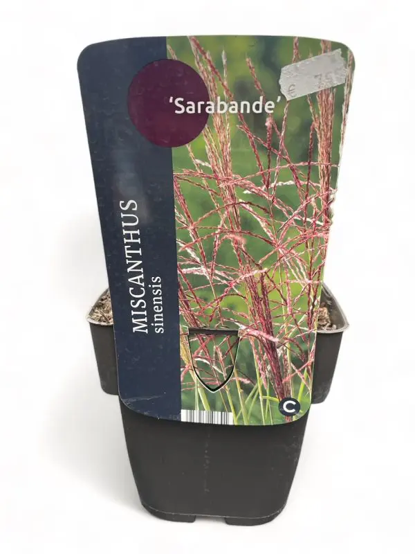 Miscanthus Sinensis - Afbeelding 2