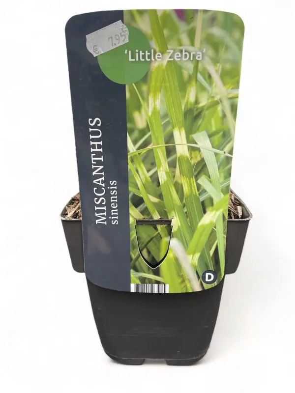 Miscanthus Sinensis