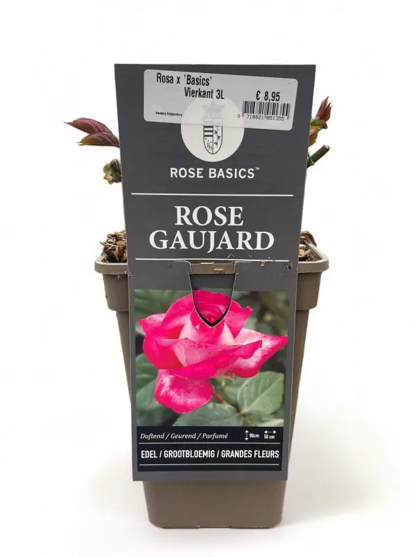 Grootbloemige Rozen - Afbeelding 3