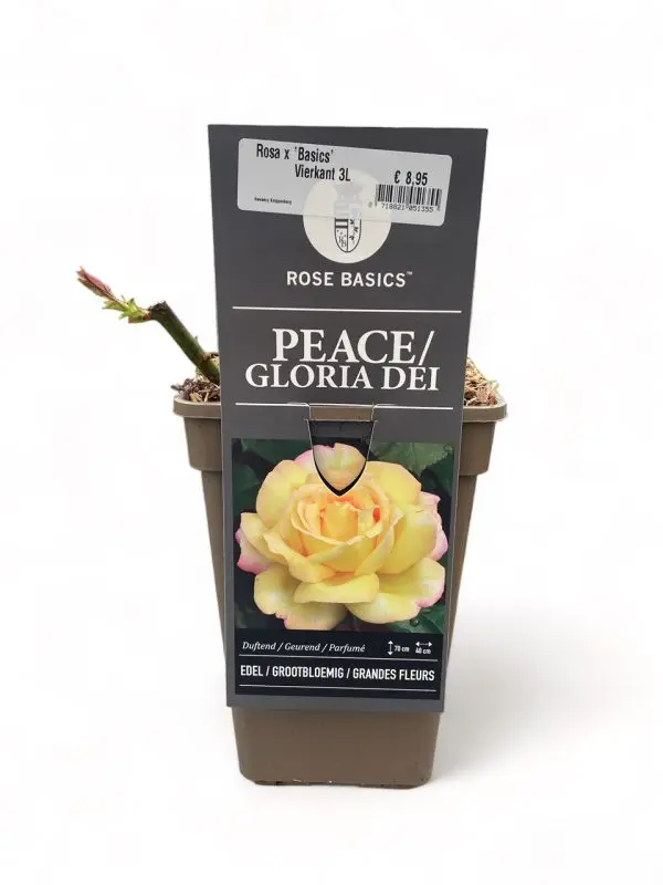 Grootbloemige Rozen - Afbeelding 4