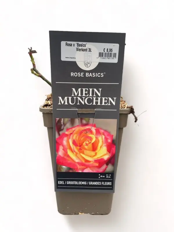 Grootbloemige Rozen - Afbeelding 5