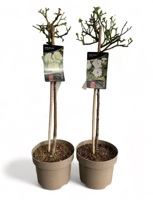 Rozen op stam, 50 cm stam