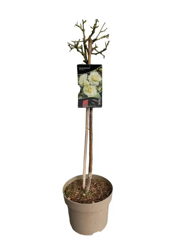 Rozen op stam, 50 cm stam - Afbeelding 2