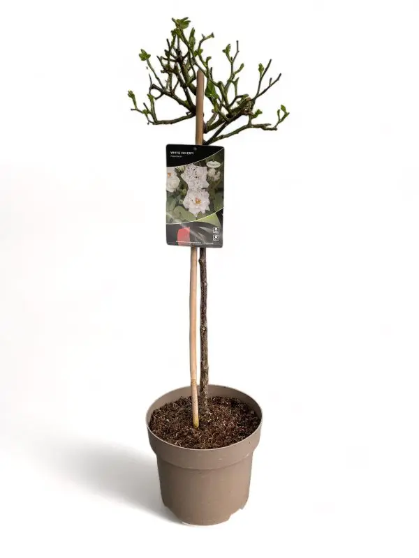 Rozen op stam, 50 cm stam - Afbeelding 3