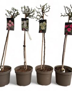 Photoroom_20240220_142729